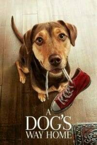 A Dog's Way Home (2019) เพื่อนรักผจญภัยสี่ร้อยไมล์
